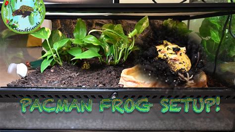 Bioactive Pac Man Frog Setup YouTube