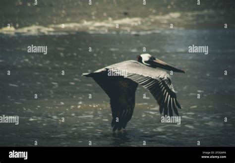 Brown pelican Flying over water Stock Photo - Alamy