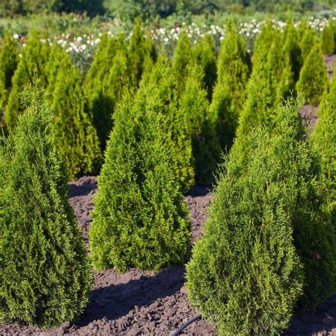 Emerald Green Arborvitae Thuja Occidentalis Smaragd Buy Online