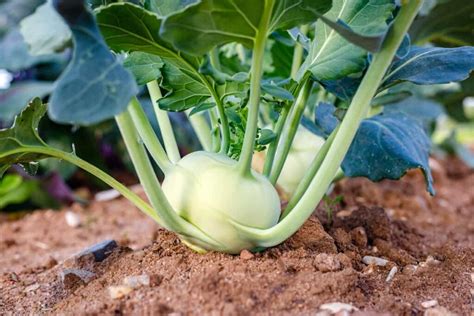 How To Plant Kohlrabi Minneopa Orchards