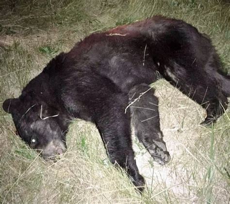 Black Bear Killed In Collision With Suv Near London Ont Cbc News