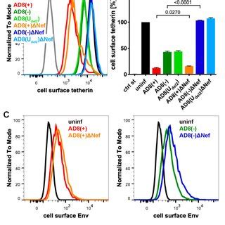 Human Immunodeficiency Virus Type 1 HIV 1 AD8 Infected Macrophages