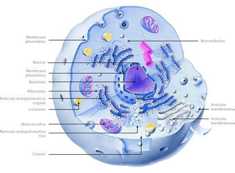 Unidad Didáctica 4 El Nivel Celular En El Cuerpo Humano Contenidos