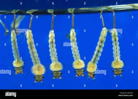 Mosquito (Culex pipiens) larvae at the water surface, Belgium Stock ...