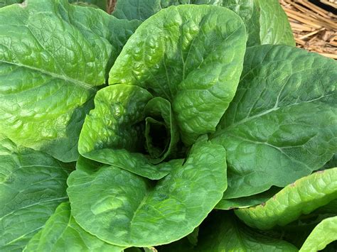 Romaine Lettuce Bag