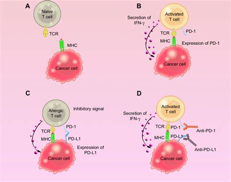 Pd 1 Pd L1 Pathway