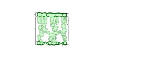 Leaf cell diagram Diagram | Quizlet