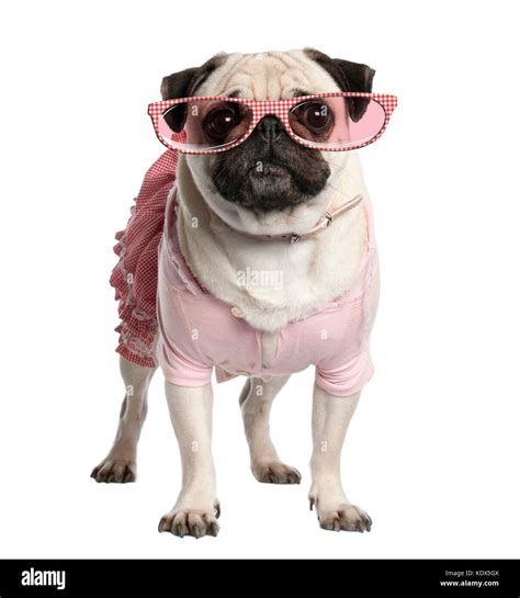 Portrait of dressed up pug wearing glasses, 4 years old, standing in front of white background ...