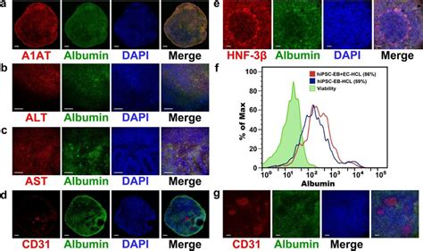 Tissue Specific Marker Analysis Through Immunofluorescence And Facs