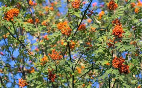 Sorbus Aucuparia Caracter Sticas H Bitat Cultivo Reproducci N Rbol