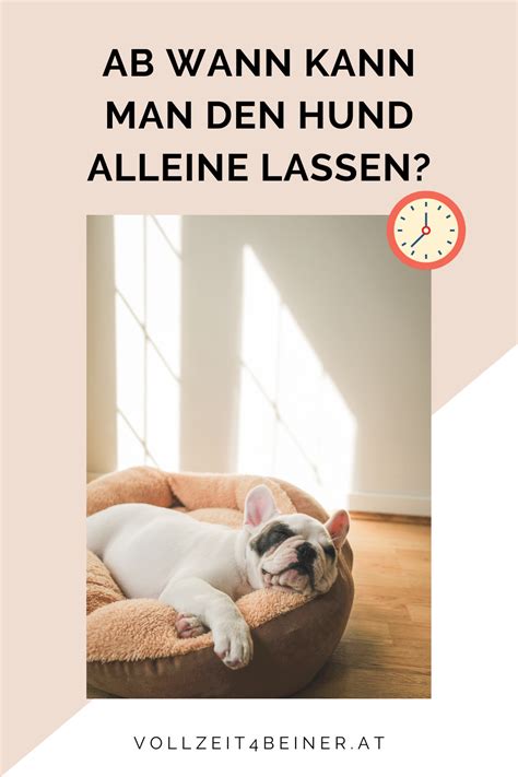 Ab Wann Kann Man Den Hund Alleine Lassen