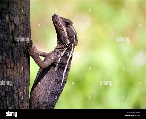 Common basilisk lizard hi-res stock photography and images - Alamy