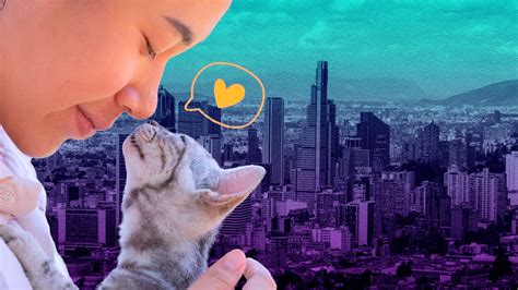 Los Chapicats Buscan Hogar Más De 30 Gatos Se Encuentran En Proceso De Adopción Infobae