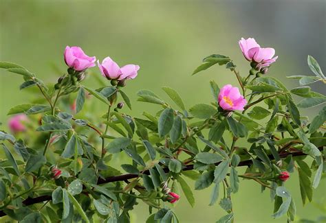 Wild Roses Photograph By Angie Vogel Fine Art America