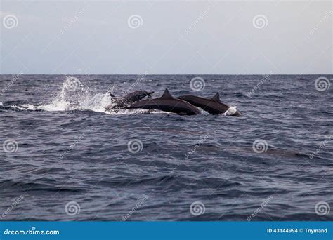 Dolphins Jumping in the Sea Ocean Stock Photo - Image of dolphins ...