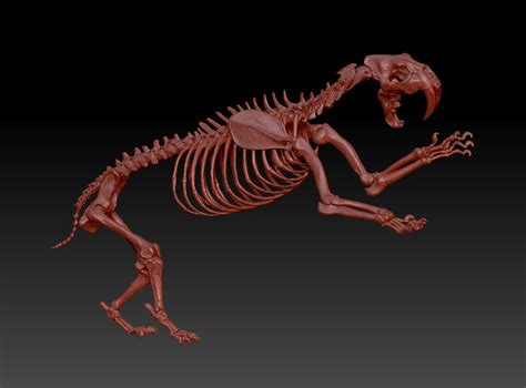 Smilodon Prehistoric Lion Saber Toothed Tiger Skeleton Skull 3d Model