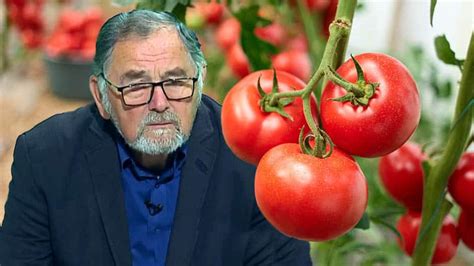 VIDEO Dr Ing Horia Ghibu Cum scăpăm de molia tomatelor Tuta