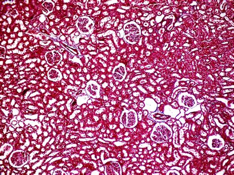 Sos Biologia Celular Y Tisular Urinario Ri On Urinary Kidney