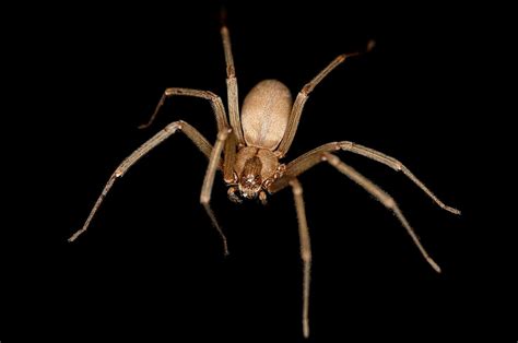 Brown Recluse Spider Identification Facts And Bites Everything Spiders