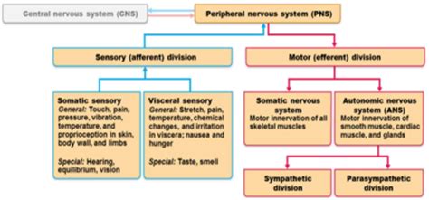 PNS ANS Flashcards Quizlet