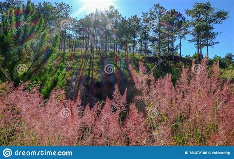 Bosque De Hierba Rosa En Dalat Vietnam Foto De Archivo Imagen De