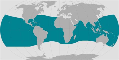 Bryde’s Whale | NOAA Fisheries