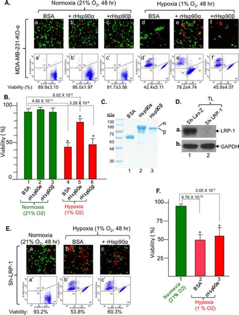 Rescue Of Hsp Knockout Cells From Hypoxia Driven Killing By