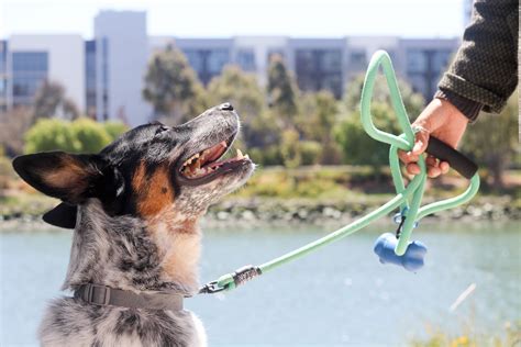 Hacks For Dog Walkers In San Francisco I See A Happy Face