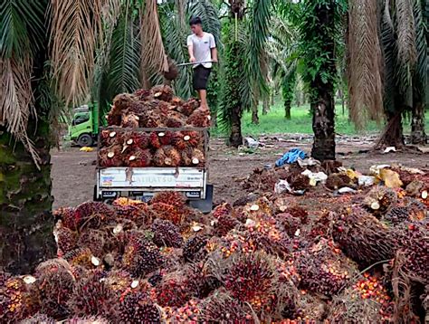 Koalisi Sayangkan Penundaan Implementasi Uu Anti Deforestasi Uni Eropa