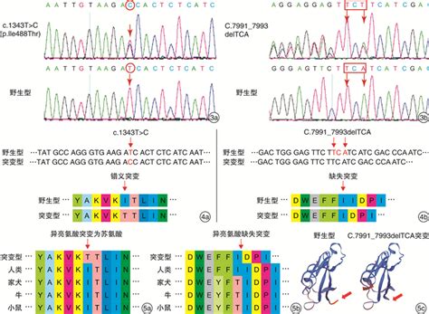 Cdh23 基因的复合杂合突变导致的先天性非综合征性耳聋