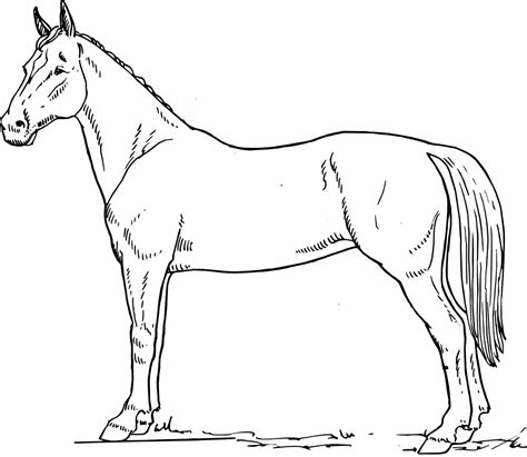 Horse Drawings Black And White Clip Art