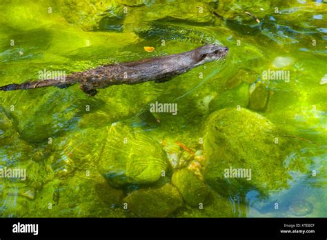 Uni N Nutria Lutra Lutra Tambi N Conocida Como La Nutria