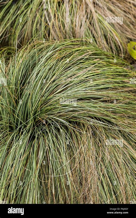 Carex Frosted Curls Stock Photo Alamy