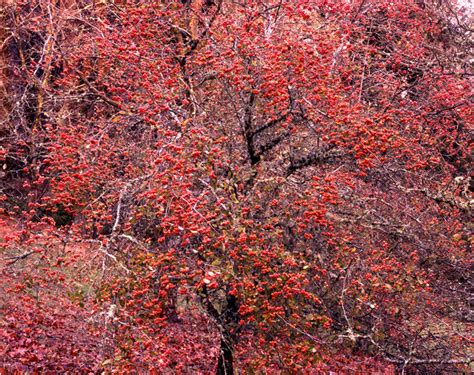 Hawthorn Tree: Pictures, Images, Photos, Facts on Hawthorns