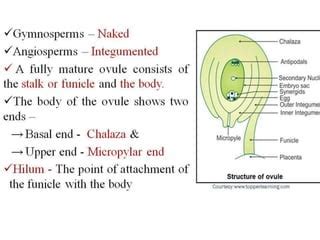 Structure & Types of ovule | PPT