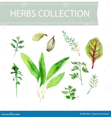 Vector Collection Of Watercolor Herbs Stock Vector Illustration Of