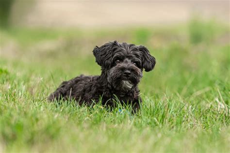 12 Yorkie Poo Haircuts That Are Trending Right Now