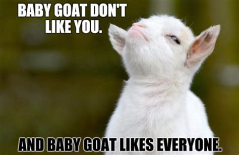 25 of the Funniest Goat Memes (So Far) - Let's Eat Cake