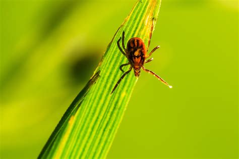 Ixodes Ricinus Castor Bean Tick Kostenloses Foto Auf Pixabay Pixabay