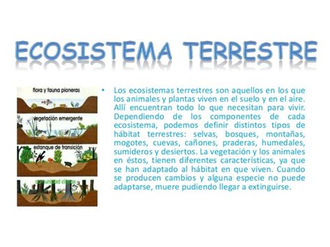 Ecosistema Terrestre