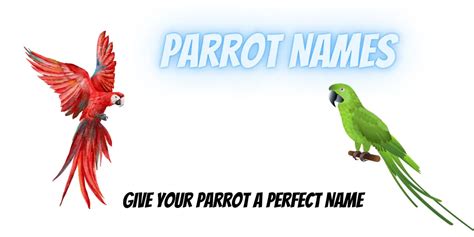 Parrot Names 500+ Best Names in Different Categories