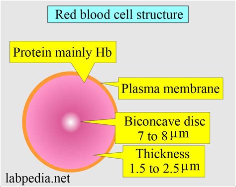 Complete Blood Count Red Blood Cell Morphology