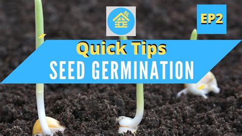 How To Effectively Germinate Your Seeds Youtube