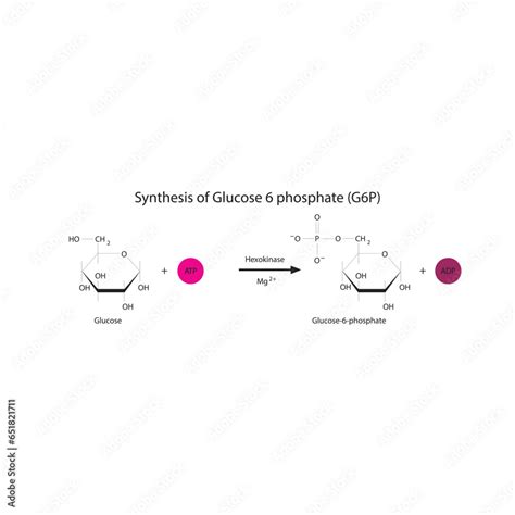 Synthesis of Glucose 6 phosphate (G6P) from glucose via Hexokinase ...