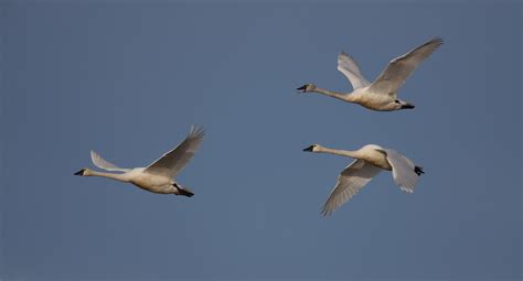 Tundra Swan - NDOW