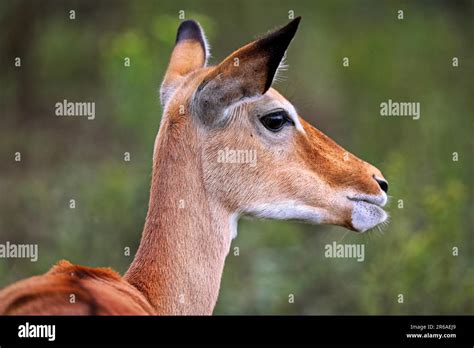 Impala Aepyceros Melampus Im Lake Mburo National Park In Uganda Stock