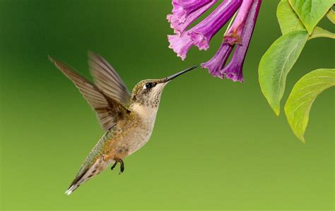 Hummingbird Wallpaper HD - Forever Wallpapers