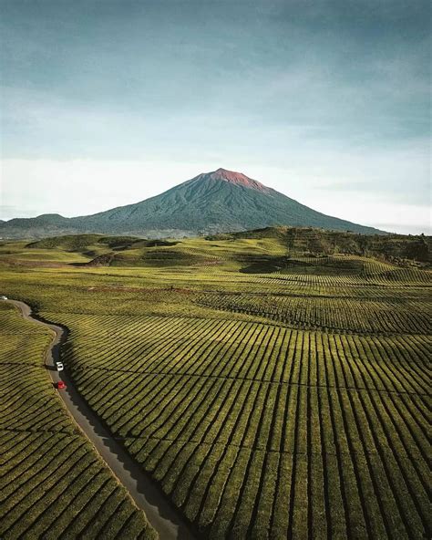 Kebun Teh Kayu Aro Keindahan Alam Dan Kearifan Lokal Di Tengah Gunung