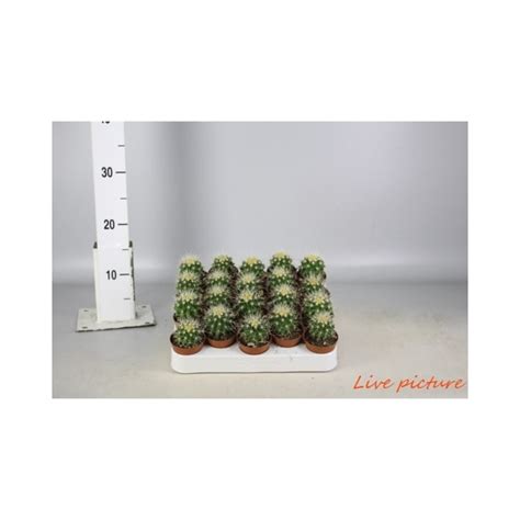 Bitki D Nyam Kakt S E Itleri Echinocactus Grusonii Fiyat