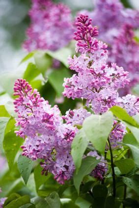 How to grow and care for lilac shrubs – Artofit